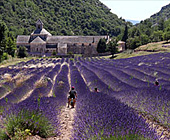 Provence Ferienhaus